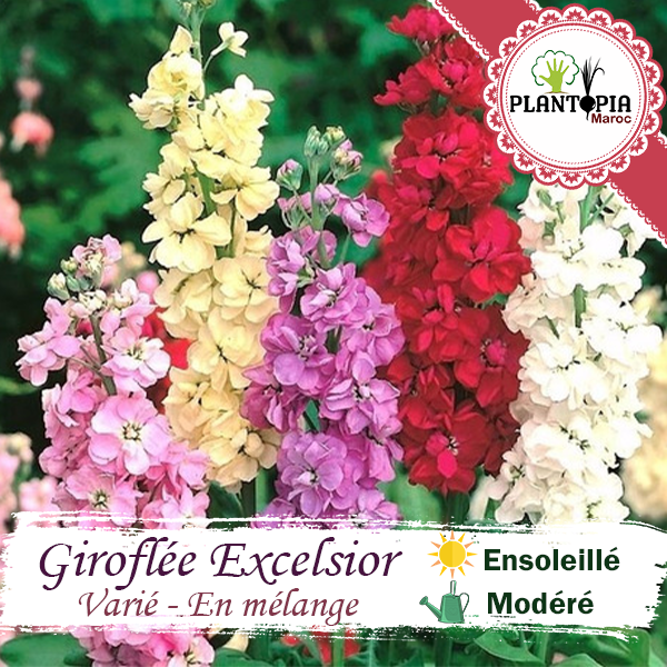 graines de fleurs, graines ornementales, semences florales