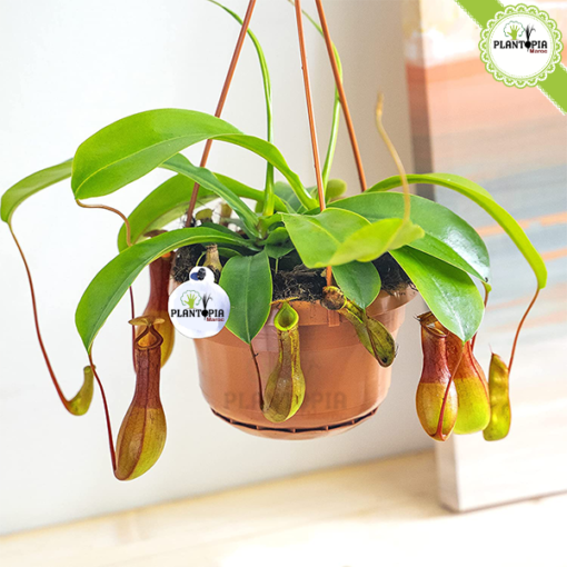 Plante carnivore Maroc | Monkey jars plant maroc | Népenthes Alata Maroc | Plante impressionante en pot suspendu au Maroc | Plante carnivore tropicale a Maroc | نبتة جرة القرد المفترس نابنط في المغرب | بيع نبتة لاحمة في المغرب | بيع النباتات اللاحمة في المغرب | نبتة تأكل الحشرات في المغرب