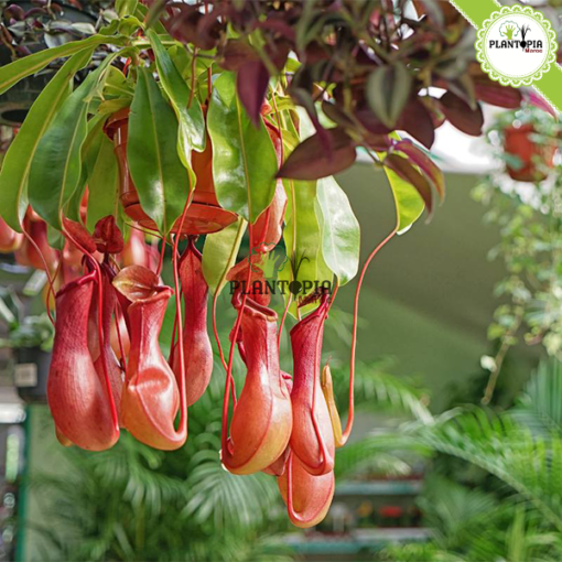 Plante carnivore Maroc | Monkey jars plant maroc | Népenthes Alata Maroc | Plante impressionante en pot suspendu au Maroc | Plante carnivore tropicale a Maroc | نبتة جرة القرد المفترس نابنط في المغرب | بيع نبتة لاحمة في المغرب | بيع النباتات اللاحمة في المغرب | نبتة تأكل الحشرات في المغرب