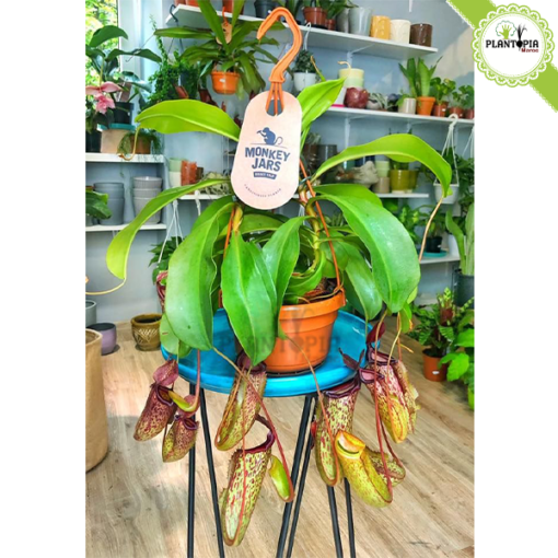 Plante carnivore Maroc | Monkey jars plant maroc | Népenthes Alata Maroc | Plante impressionante en pot suspendu au Maroc | Plante carnivore tropicale a Maroc | نبتة جرة القرد المفترس نابنط في المغرب | بيع نبتة لاحمة في المغرب | بيع النباتات اللاحمة في المغرب | نبتة تأكل الحشرات في المغرب