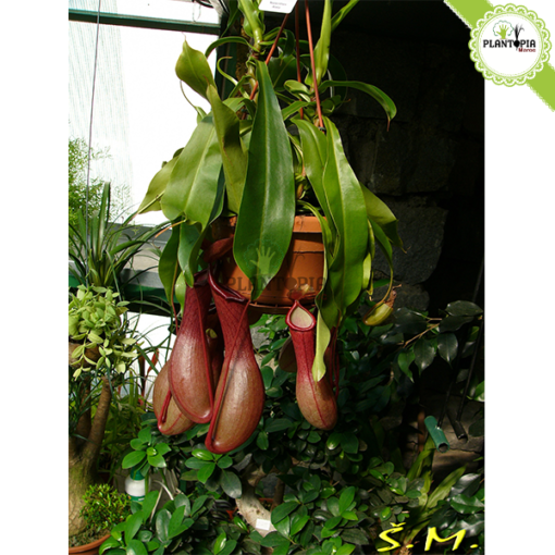 Plante carnivore Maroc | Monkey jars plant maroc | Népenthes Alata Maroc | Plante impressionante en pot suspendu au Maroc | Plante carnivore tropicale a Maroc | نبتة جرة القرد المفترس نابنط في المغرب | بيع نبتة لاحمة في المغرب | بيع النباتات اللاحمة في المغرب | نبتة تأكل الحشرات في المغرب