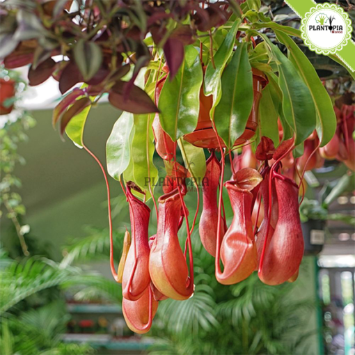 Plante carnivore Maroc | Monkey jars plant maroc | Népenthes Alata Maroc | Plante impressionante en pot suspendu au Maroc | Plante carnivore tropicale a Maroc | نبتة جرة القرد المفترس نابنط في المغرب | بيع نبتة لاحمة في المغرب | بيع النباتات اللاحمة في المغرب | نبتة تأكل الحشرات في المغرب