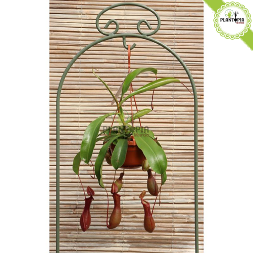 Plante carnivore Maroc | Monkey jars plant maroc | Népenthes Alata Maroc | Plante impressionante en pot suspendu au Maroc | Plante carnivore tropicale a Maroc | نبتة جرة القرد المفترس نابنط في المغرب | بيع نبتة لاحمة في المغرب | بيع النباتات اللاحمة في المغرب | نبتة تأكل الحشرات في المغرب