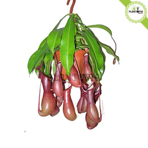 Plante carnivore Maroc | Monkey jars plant maroc | Népenthes Alata Maroc | Plante impressionante en pot suspendu au Maroc | Plante carnivore tropicale a Maroc | نبتة جرة القرد المفترس نابنط في المغرب | بيع نبتة لاحمة في المغرب | بيع النباتات اللاحمة في المغرب | نبتة تأكل الحشرات في المغرب