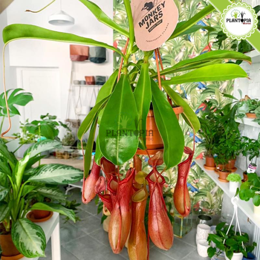 Plante carnivore Maroc | Monkey jars plant maroc | Népenthes Alata Maroc | Plante impressionante en pot suspendu au Maroc | Plante carnivore tropicale a Maroc | نبتة جرة القرد المفترس نابنط في المغرب | بيع نبتة لاحمة في المغرب | بيع النباتات اللاحمة في المغرب | نبتة تأكل الحشرات في المغرب