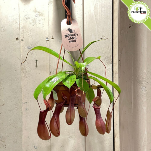 Plante carnivore Maroc | Monkey jars plant maroc | Népenthes Alata Maroc | Plante impressionante en pot suspendu au Maroc | Plante carnivore tropicale a Maroc | نبتة جرة القرد المفترس نابنط في المغرب | بيع نبتة لاحمة في المغرب | بيع النباتات اللاحمة في المغرب | نبتة تأكل الحشرات في المغرب