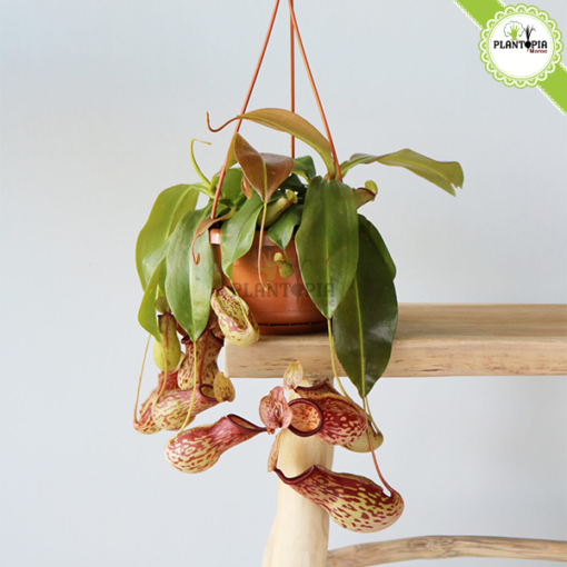 Plante carnivore Maroc | Monkey jars plant maroc | Népenthes Alata Maroc | Plante impressionante en pot suspendu au Maroc | Plante carnivore tropicale a Maroc | نبتة جرة القرد المفترس نابنط في المغرب | بيع نبتة لاحمة في المغرب | بيع النباتات اللاحمة في المغرب | نبتة تأكل الحشرات في المغرب