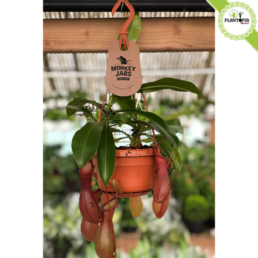 Plante carnivore Maroc | Monkey jars plant maroc | Népenthes Alata Maroc | Plante impressionante en pot suspendu au Maroc | Plante carnivore tropicale a Maroc | نبتة جرة القرد المفترس نابنط في المغرب | بيع نبتة لاحمة في المغرب | بيع النباتات اللاحمة في المغرب | نبتة تأكل الحشرات في المغرب