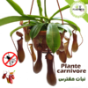 Plante carnivore Maroc | Monkey jars plant maroc | Népenthes Alata Maroc | Plante impressionante en pot suspendu au Maroc | Plante carnivore tropicale a Maroc | نبتة جرة القرد المفترس نابنط في المغرب | بيع نبتة لاحمة في المغرب | بيع النباتات اللاحمة في المغرب | نبتة تأكل الحشرات في المغرب