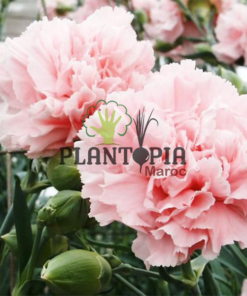 Graines fleur maroc | semences fleurs maroc | graineterie maroc | flower seeds morocco | oeillet chabaud maroc | oeillet des fleuristes maroc | oeillet double maroc | graines & semences oeillet chabaud des fleuristes rose pure pink parfumée au Maroc | بذور نبتة زهرة القرنفل وردي في المغرب | بذور زهور وورود زراعية في المغرب | احسن محلات بيع البذور في المغرب