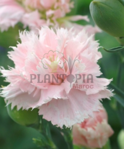 Graines fleur maroc | semences fleurs maroc | graineterie maroc | flower seeds morocco | oeillet chabaud maroc | oeillet des fleuristes maroc | oeillet double maroc | graines & semences oeillet chabaud des fleuristes rose pure pink parfumée au Maroc | بذور نبتة زهرة القرنفل وردي في المغرب | بذور زهور وورود زراعية في المغرب | احسن محلات بيع البذور في المغرب