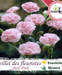 Graines fleur maroc | semences fleurs maroc | graineterie maroc | flower seeds morocco | oeillet chabaud maroc | oeillet des fleuristes maroc | oeillet double maroc | graines & semences oeillet chabaud des fleuristes rose pure pink parfumée au Maroc | بذور نبتة زهرة القرنفل وردي في المغرب | بذور زهور وورود زراعية في المغرب | احسن محلات بيع البذور في المغرب