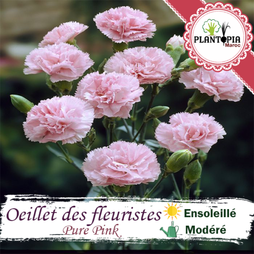 Graines fleur maroc | semences fleurs maroc | graineterie maroc | flower seeds morocco | oeillet chabaud maroc | oeillet des fleuristes maroc | oeillet double maroc | graines & semences oeillet chabaud des fleuristes rose pure pink parfumée au Maroc | بذور نبتة زهرة القرنفل وردي في المغرب | بذور زهور وورود زراعية في المغرب | احسن محلات بيع البذور في المغرب