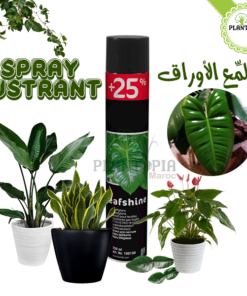 spray lustrant polisseur et nettoyant des feuilles des plantes au Maroc | Plant leaves shiner in Morocco at best price and best quality | entretien plantes en pot Maroc | brillant feuilles plantes maroc | nettoyer feuilles des plantes | ملمع الاوراق في المغرب | بيع ملمع اوراق النباتات في المغرب