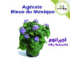 Ageratum - agerate bleu mexique - agerate maroc - ageratum maroc - أجيراتوم - plantopia maroc - pepiniere tanger - jardinerie tanger