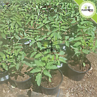 plant de tomate en pot au Maroc | Vente achat nouture plante tomate cerises | graines tomates cerises Maroc | semences tomates cerises | tomates cerises | tomates cerises Maroc | بذور طماطم كرزية في المغرب | طماطم كرزية | شتلات طماطم المغرب | شتلة طماطم كرزية | بيع شراء نبتة الطماطم | زراعة الطماطم في المنزل