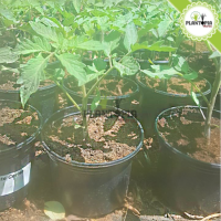 plant de tomate en pot au Maroc | Vente achat nouture plante tomate cerises | graines tomates cerises Maroc | semences tomates cerises | tomates cerises | tomates cerises Maroc | بذور طماطم كرزية في المغرب | طماطم كرزية | شتلات طماطم المغرب | شتلة طماطم كرزية | بيع شراء نبتة الطماطم | زراعة الطماطم في المنزل
