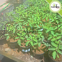 plant de tomate en pot au Maroc | Vente achat nouture plante tomate cerises | graines tomates cerises Maroc | semences tomates cerises | tomates cerises | tomates cerises Maroc | بذور طماطم كرزية في المغرب | طماطم كرزية | شتلات طماطم المغرب | شتلة طماطم كرزية | بيع شراء نبتة الطماطم | زراعة الطماطم في المنزل