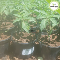 plant de tomate en pot au Maroc | Vente achat nouture plante tomate cerises | graines tomates cerises Maroc | semences tomates cerises | tomates cerises | tomates cerises Maroc | بذور طماطم كرزية في المغرب | طماطم كرزية | شتلات طماطم المغرب | شتلة طماطم كرزية | بيع شراء نبتة الطماطم | زراعة الطماطم في المنزل