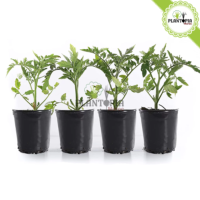 plant de tomate en pot au Maroc | Vente achat nouture plante tomate cerises | graines tomates cerises Maroc | semences tomates cerises | tomates cerises | tomates cerises Maroc | بذور طماطم كرزية في المغرب | طماطم كرزية | شتلات طماطم المغرب | شتلة طماطم كرزية | بيع شراء نبتة الطماطم | زراعة الطماطم في المنزل