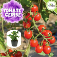 plant de tomate en pot au Maroc | Vente achat nouture plante tomate cerises | graines tomates cerises Maroc | semences tomates cerises | tomates cerises | tomates cerises Maroc | بذور طماطم كرزية في المغرب | طماطم كرزية | شتلات طماطم المغرب | شتلة طماطم كرزية | بيع شراء نبتة الطماطم | زراعة الطماطم في المنزل