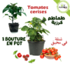 plant de tomate en pot au Maroc | Vente achat nouture plante tomate cerises | graines tomates cerises Maroc | semences tomates cerises | tomates cerises | tomates cerises Maroc | بذور طماطم كرزية في المغرب | طماطم كرزية | شتلات طماطم المغرب | شتلة طماطم كرزية | بيع شراء نبتة الطماطم | زراعة الطماطم في المنزل