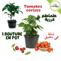 plant de tomate en pot au Maroc | Vente achat nouture plante tomate cerises | graines tomates cerises Maroc | semences tomates cerises | tomates cerises | tomates cerises Maroc | بذور طماطم كرزية في المغرب | طماطم كرزية | شتلات طماطم المغرب | شتلة طماطم كرزية | بيع شراء نبتة الطماطم | زراعة الطماطم في المنزل