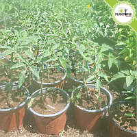 Heirloom Tomato | Tomates anciennes | Variétés anciennes de tomates au Maroc | Graines tomates anciennes | Semences tomates anciennes | Tomate Marmande | Tomate Marmande Maroc | Bouture Tomate marmande | Plant tomate Marmande | Marmande Maroc | بيع نبتة طماطم مارموند في المغرب | اصناف طماطم قديمة | بذور طماطم قديمة في المغرب | شتلات طماطم قديمة في المغرب | نقلات طماطم قديمة في المغرب | بذور طماطم اصلية في المغرب | بذور اصلية | طماطم مارمند