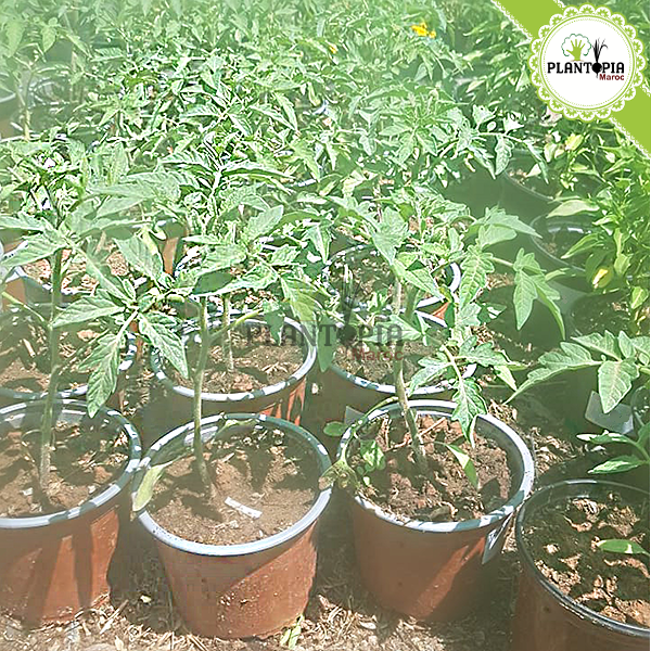 Bouture tomate noire de crimée au Maroc by Plantopia Maroc 4 Heirloom Tomato | Tomates anciennes | Variétés anciennes de tomates au Maroc | Graines tomates anciennes | Semences tomates anciennes | Tomate Marmande | Tomate Marmande Maroc | Bouture Tomate marmande | Plant tomate Marmande | Marmande Maroc | بيع نبتة طماطم مارموند في المغرب | اصناف طماطم قديمة | بذور طماطم قديمة في المغرب | شتلات طماطم قديمة في المغرب | نقلات طماطم قديمة في المغرب | بذور طماطم اصلية في المغرب | بذور اصلية | طماطم مارمند