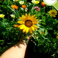 Gazania Maroc - fleur gazania - gazania en pot - gazania pepiniere - pepiniere maroc - pepiniere casa - غازانيا - plantopia maroc 1