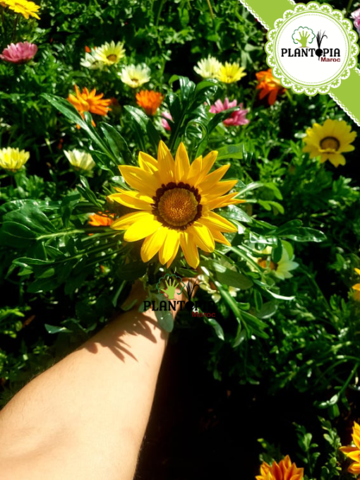 Gazania Maroc - fleur gazania - gazania en pot - gazania pepiniere - pepiniere maroc - pepiniere casa - غازانيا - plantopia maroc 1