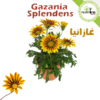 Gazania Maroc - fleur gazania - gazania en pot - gazania pepiniere - pepiniere maroc - pepiniere casa - غازانيا - plantopia maroc