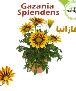 Gazania Maroc - fleur gazania - gazania en pot - gazania pepiniere - pepiniere maroc - pepiniere casa - غازانيا - plantopia maroc