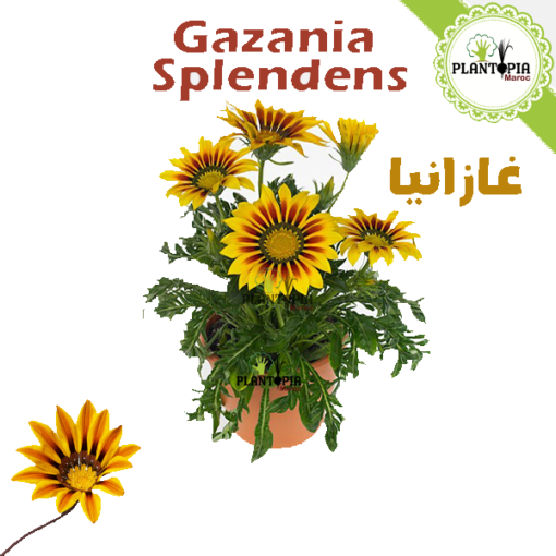 Gazania Maroc - fleur gazania - gazania en pot - gazania pepiniere - pepiniere maroc - pepiniere casa - غازانيا - plantopia maroc