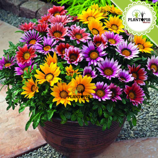 Gazania Maroc - fleur gazania - gazania en pot - gazania pepiniere - pepiniere rabat - pepiniere casa - غازانيا - plantopia maroc 2