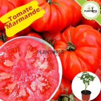 Heirloom Tomato | Tomates anciennes | Variétés anciennes de tomates au Maroc | Graines tomates anciennes | Semences tomates anciennes | Tomate Marmande | Tomate Marmande Maroc | Bouture Tomate marmande | Plant tomate Marmande | Marmande Maroc | بيع نبتة طماطم مارموند في المغرب | اصناف طماطم قديمة | بذور طماطم قديمة في المغرب | شتلات طماطم قديمة في المغرب | نقلات طماطم قديمة في المغرب | بذور طماطم اصلية في المغرب | بذور اصلية | طماطم مارمند