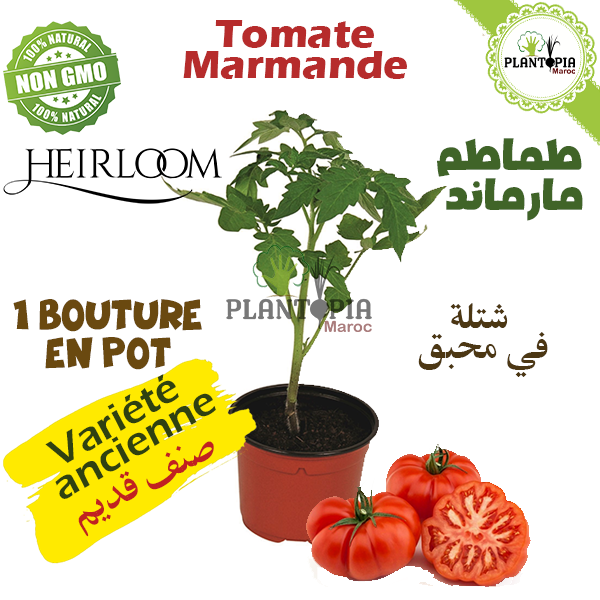 Tomate marmande en pot vente et achat au Maroc by plantopia Maroc Heirloom Tomato | Tomates anciennes | Variétés anciennes de tomates au Maroc | Graines tomates anciennes | Semences tomates anciennes | Tomate Marmande | Tomate Marmande Maroc | Bouture Tomate marmande | Plant tomate Marmande | Marmande Maroc | بيع نبتة طماطم مارموند في المغرب | اصناف طماطم قديمة | بذور طماطم قديمة في المغرب | شتلات طماطم قديمة في المغرب | نقلات طماطم قديمة في المغرب | بذور طماطم اصلية في المغرب | بذور اصلية | طماطم مارمند