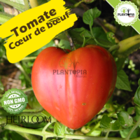 Tomate coeur de boeuf | Tomate cœur de bœuf | Oxheart Tomato | Heirloom Tomato | Heirloom Morocco | Variété ancienne au Maroc | Graines tomate coeur de boeuf Maroc | Semences tomate coeur de boeuf maroc | Bouture tomate cœur de bœuf | Plant tomate cœur de bœuf | Variété ancienne de tomates au Maroc | coeur de boeuf Maroc | بيع نبتة طماطم قلب الثور في المغرب | اصناف طماطم قديمة | بذور طماطم قديمة في المغرب | شتلات طماطم قديمة في المغرب | نقلات طماطم قديمة في المغرب | بذور طماطم اصلية في المغرب | بذور اصلية | طماطم قلب الثور