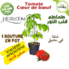 Tomate coeur de boeuf | Tomate cœur de bœuf | Oxheart Tomato | Heirloom Tomato | Heirloom Morocco | Variété ancienne au Maroc | Graines tomate coeur de boeuf Maroc | Semences tomate coeur de boeuf maroc | Bouture tomate cœur de bœuf | Plant tomate cœur de bœuf | Variété ancienne de tomates au Maroc | coeur de boeuf Maroc | بيع نبتة طماطم قلب الثور في المغرب | اصناف طماطم قديمة | بذور طماطم قديمة في المغرب | شتلات طماطم قديمة في المغرب | نقلات طماطم قديمة في المغرب | بذور طماطم اصلية في المغرب | بذور اصلية | طماطم قلب الثور