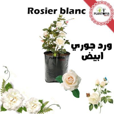 rosier blanc - rosier maroc - pepiniere rosier - plante rosier - fleur blanche maroc - rosier en pot - ورد جوري ابيض | شتلة ورد جوري أبيض في المغرب | بيع الورد الجوري في المغرب