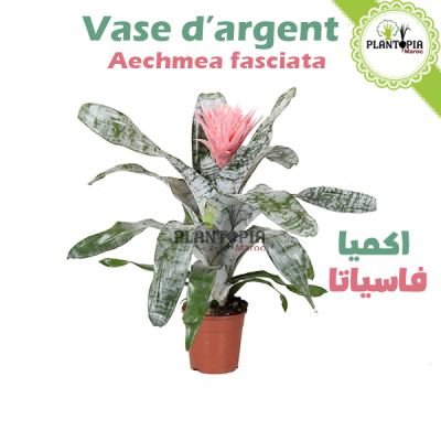 plante vase d'argent - Aechmea fasciata - اكميا فاسياتا - plantopia maroc - jardinerie agadir - pepiniere agadir - jardinerie marrakech - pepiniere marrakech