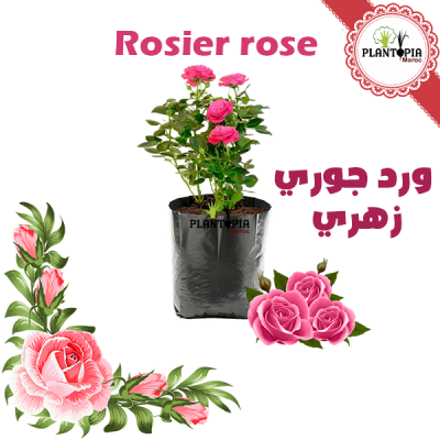rosier rose - rosier maroc - pepiniere rosier - plante rosier - fleur rose maroc - rosier en pot - ورد جوري زهري | شتلة ورد جوري وردي في المغرب | بيع الورد الجوري في المغرب