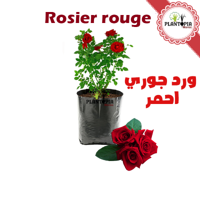 rosier rouge - rosier maroc - pepiniere rosier - plante rosier - fleur rouge maroc - rosier en pot - ورد جوري احمر | شتلة ورد جوري احمر في المغرب | بيع الورد الجوري في المغرب