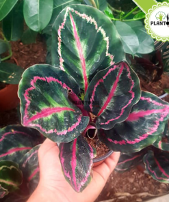 Calathea roseopicta dottie - Calathea Roseopicta Maroc - Plantopia Maroc - كلاثيا روز بيكا دوتي - calathea dakhla - calathea settat - calathea berrechid - calathea