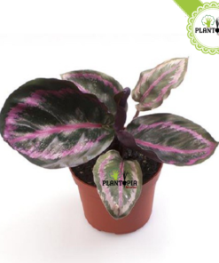 Calathea roseopicta dottie - Calathea Roseopicta Maroc - Plantopia Maroc - كلاثيا روز بيكا دوتي - calathea marrakech - calathea sale - calathea fes - calathea kenitra
