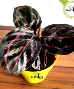 Calathea roseopicta dottie - Calathea Roseopicta Maroc - Plantopia Maroc - كلاثيا روز بيكا دوتي - calathea temara - calathea sekhirat - calathea ben slimane - calathea oujda