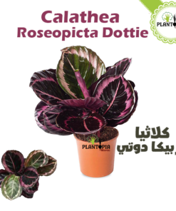 Calathea roseopicta dottie - Calathea Roseopicta Maroc - Plantopia Maroc - كلاثيا روز بيكا دوتي - calathea casablanca - calathea rabat - calathea tanger - calathea agadir