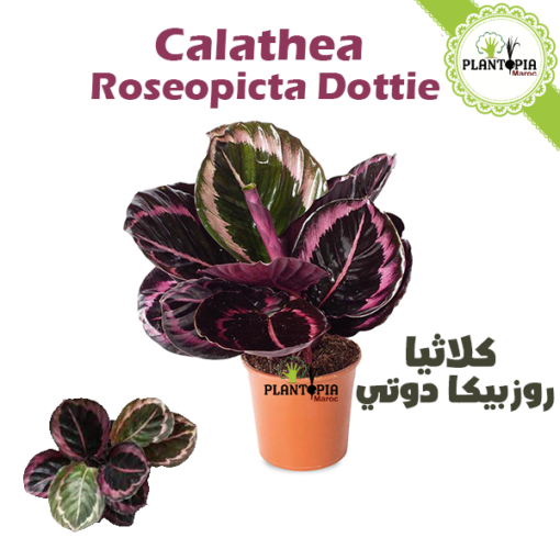 Calathea roseopicta dottie - Calathea Roseopicta Maroc - Plantopia Maroc - كلاثيا روز بيكا دوتي - calathea casablanca - calathea rabat - calathea tanger - calathea agadir