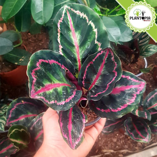 Calathea roseopicta dottie - Calathea Roseopicta Maroc - Plantopia Maroc - كلاثيا روز بيكا دوتي - calathea dakhla - calathea settat - calathea berrechid - calathea