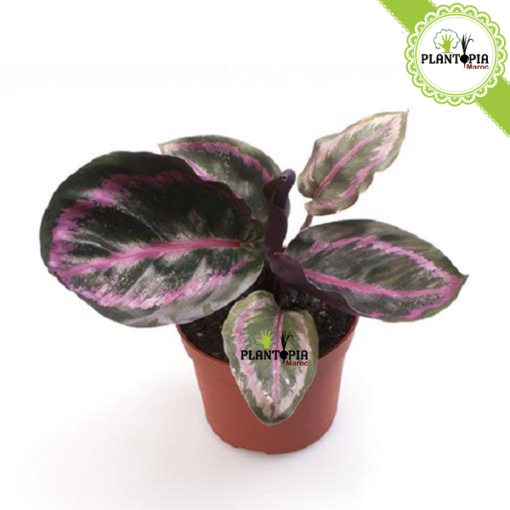 Calathea roseopicta dottie - Calathea Roseopicta Maroc - Plantopia Maroc - كلاثيا روز بيكا دوتي - calathea marrakech - calathea sale - calathea fes - calathea kenitra